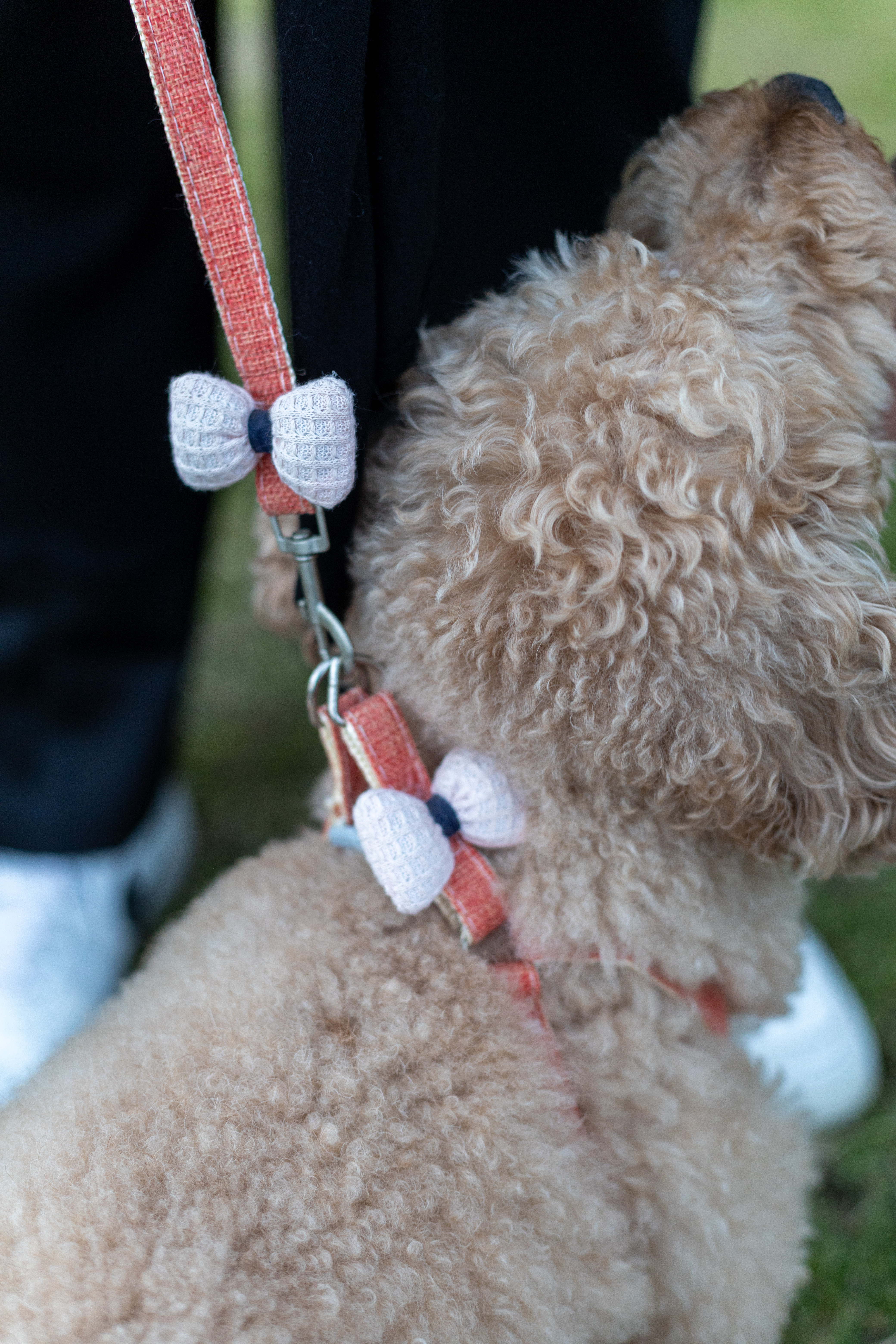 CUTE harness & leash