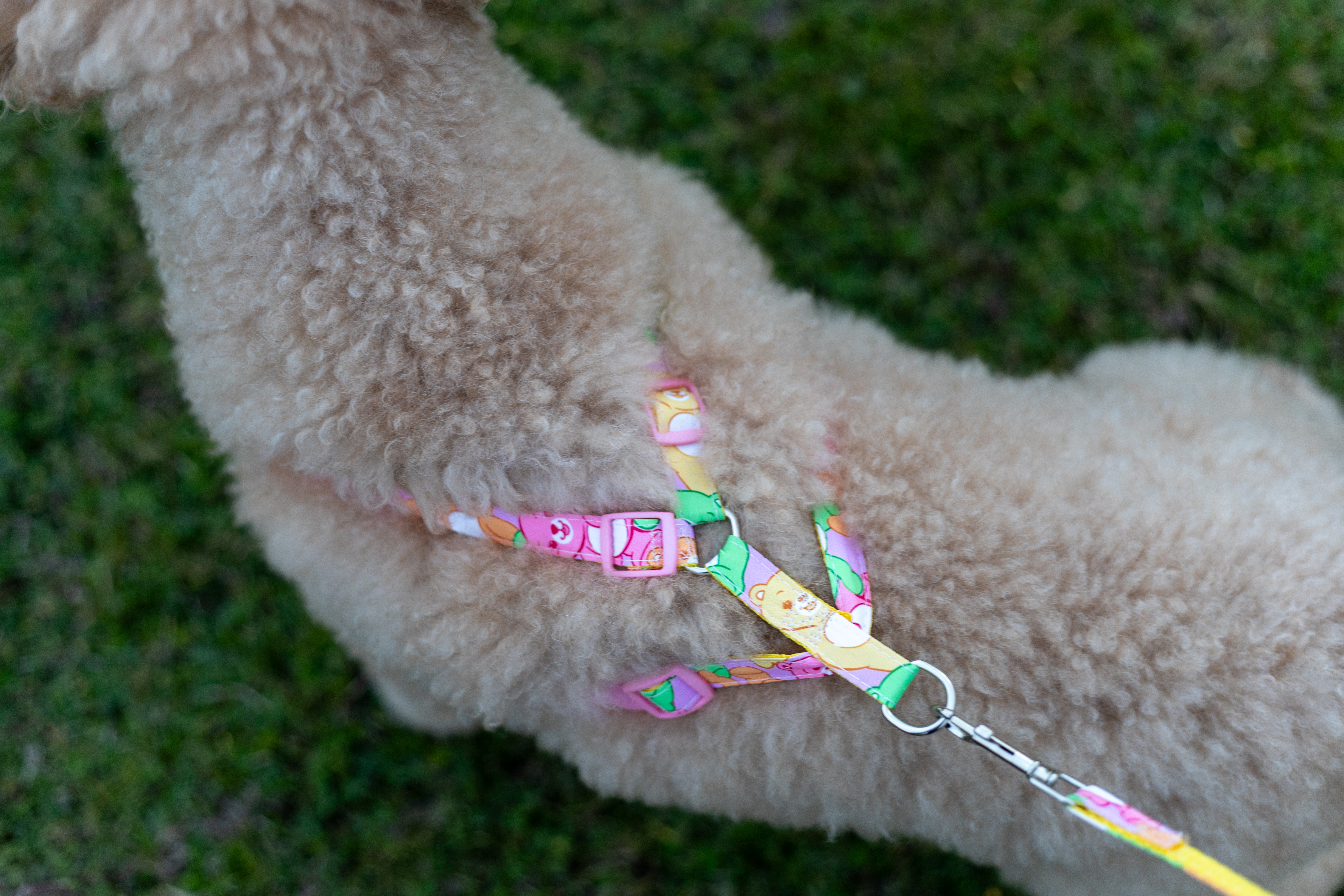 BEARS PRINTED harness & leash 3