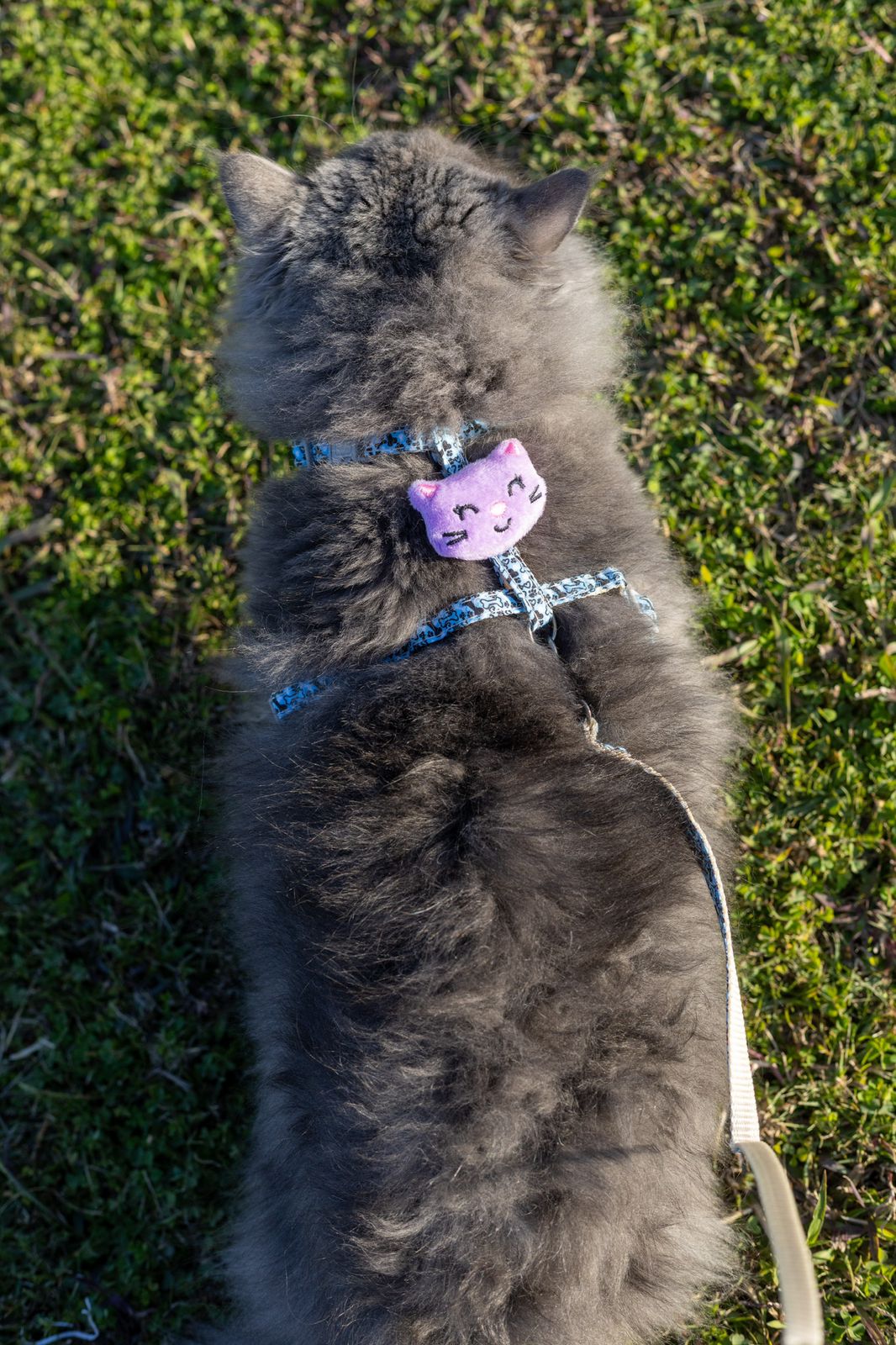 harness & leash WITH SMALL TEDDY BEAR