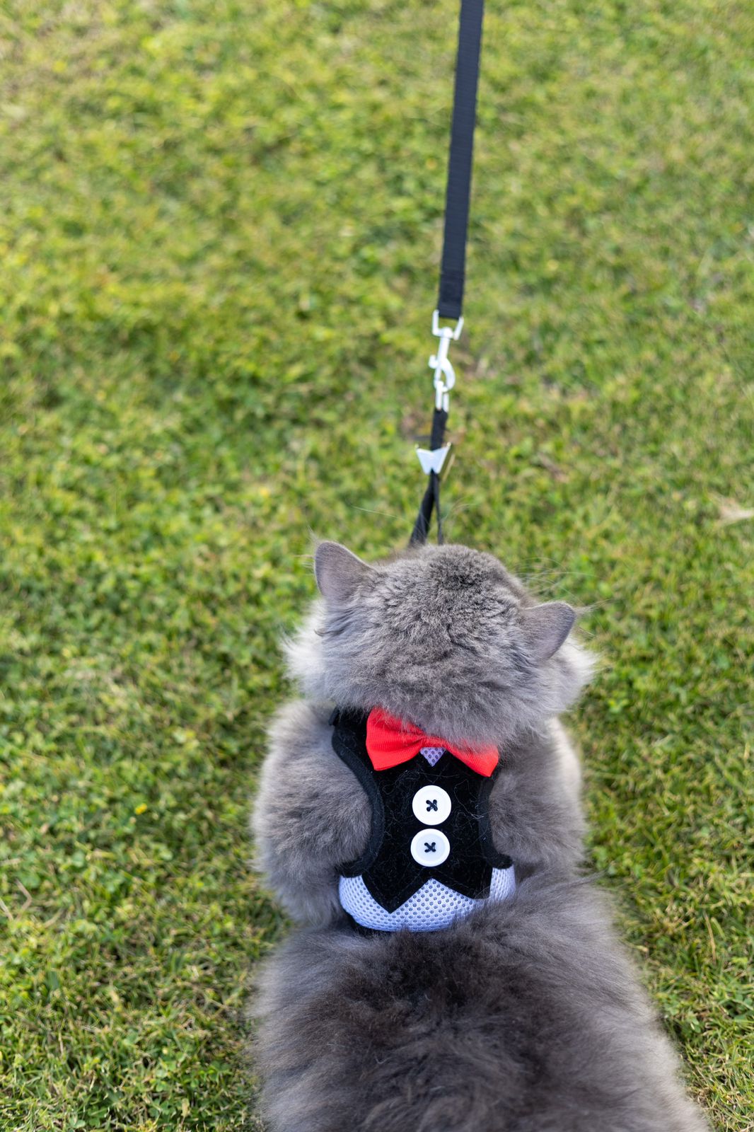 Classic Harness and leash Set with Red Bow 2