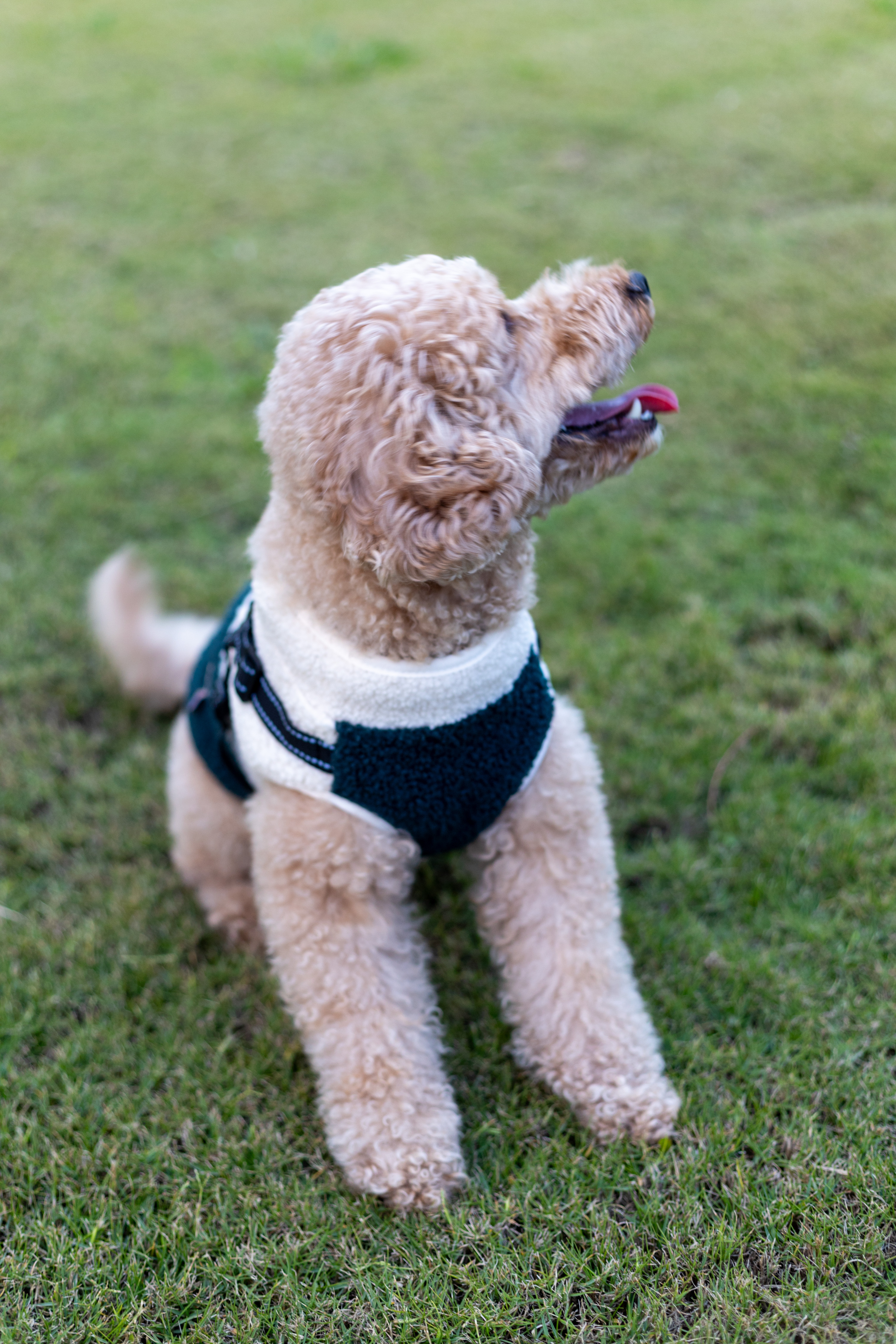 VEST WARM DOG HARNESS  Reflective 4